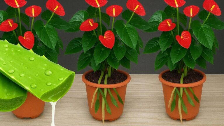5 powodów, dla których czerwona anthurium zachwyci Cię przez cały rok!
