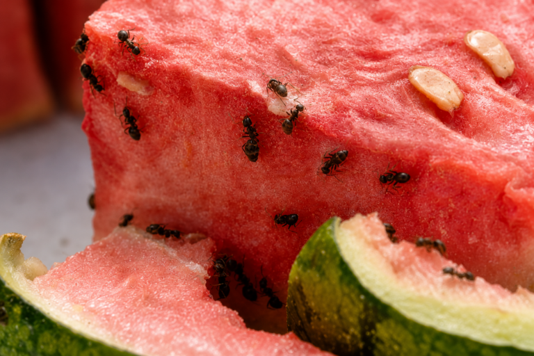 Mrówki w spiżarni – prosty „sposób z nakrętką”, który pomaga ograniczyć ich obecność